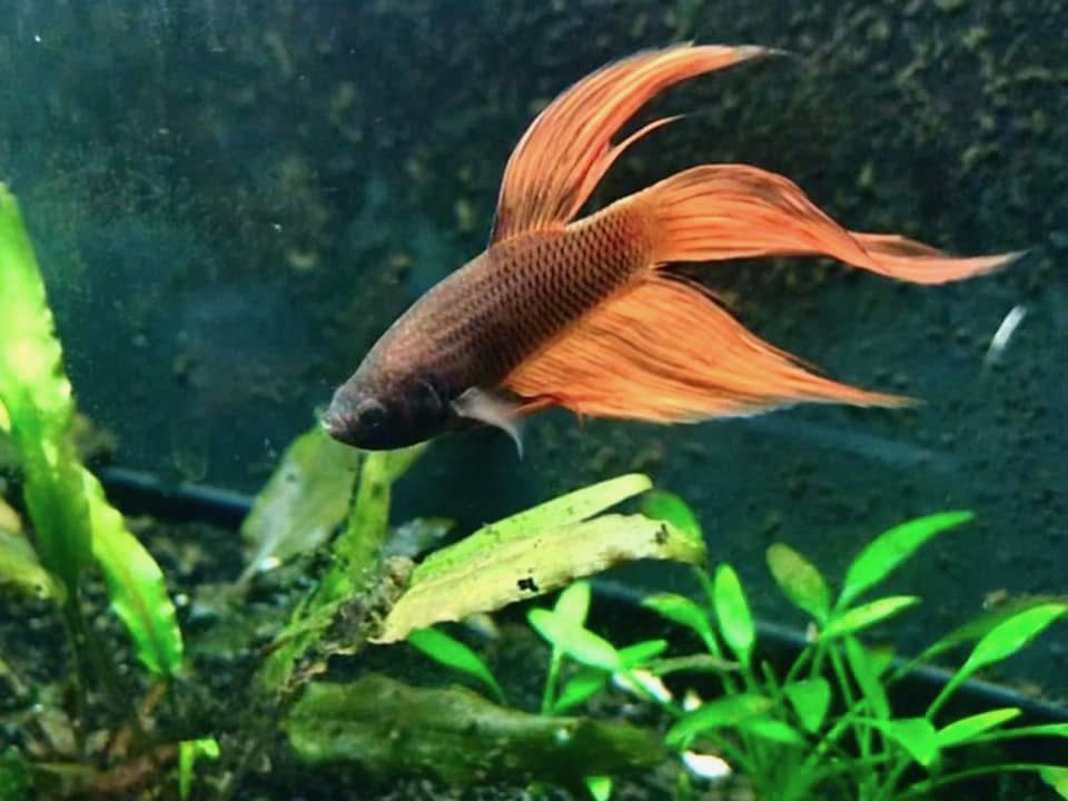 Un pesce combattente (betta) tra le piante in vasca