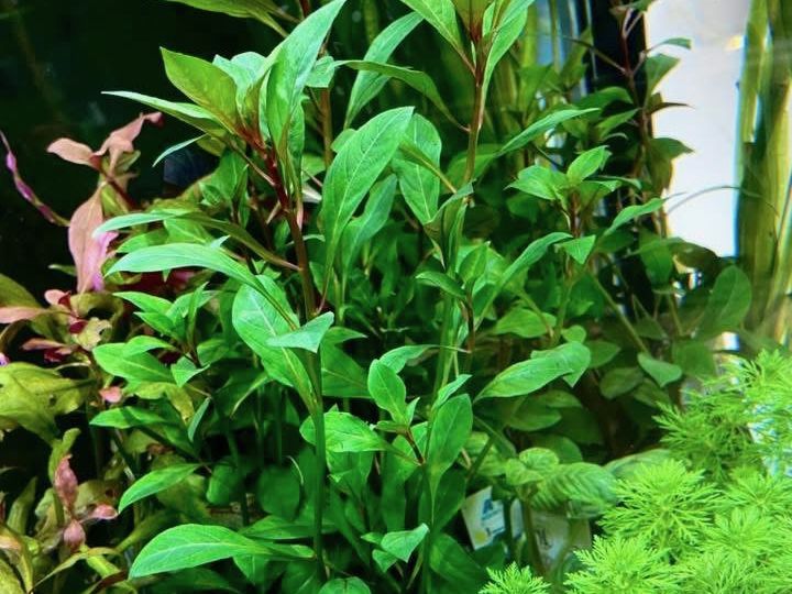 Piante vive per acquario in vendita da Zola Zoo