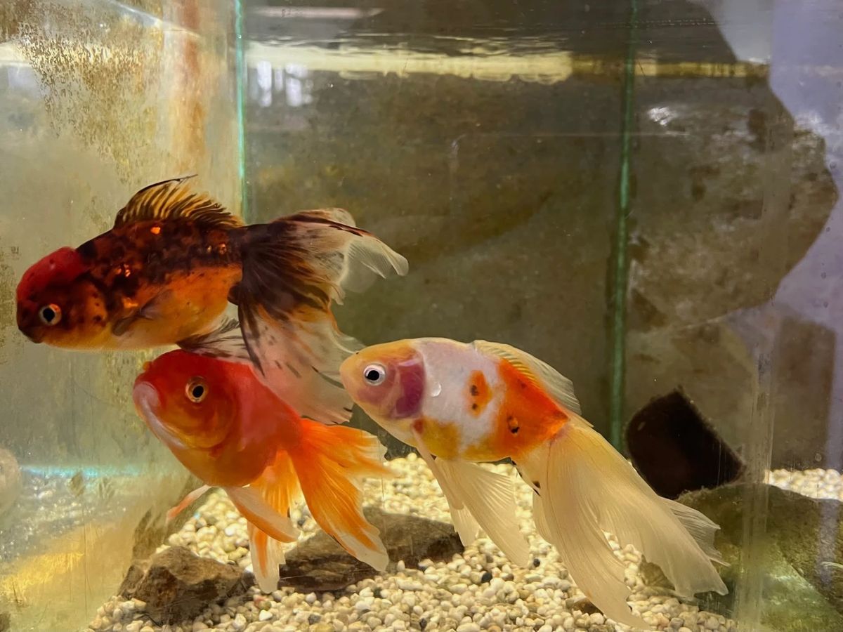 Pesci rossi oranda in una vasca del reparto acquari