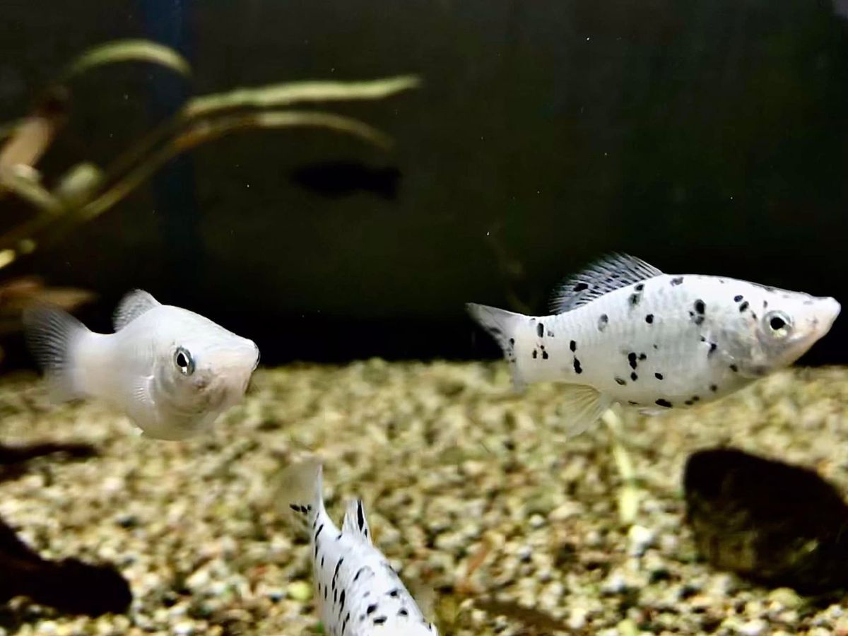 Molly bianchi e dalmata in una vasca del negozio